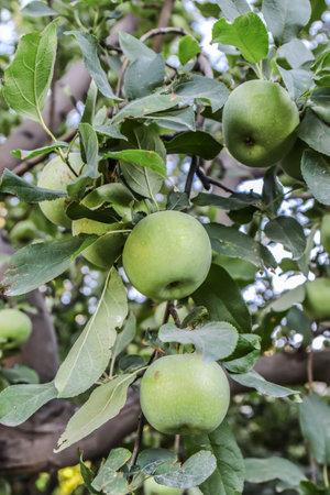 Green winter variety apples on a branchの写真素材