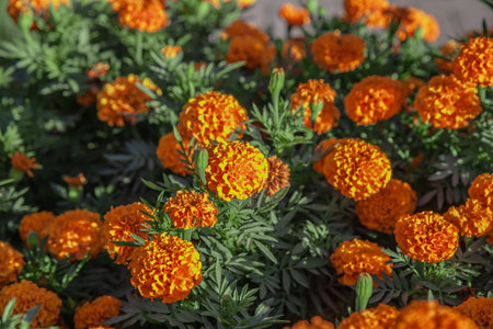 Orange and red marigolds grow in the city park, selective focus. Multi-colored flowers grow in a flower bed. Abstract autumn natural backgroundの写真素材