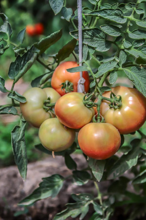 Ripe fruits of tomatoes on the plant. Nature in the gardenの写真素材
