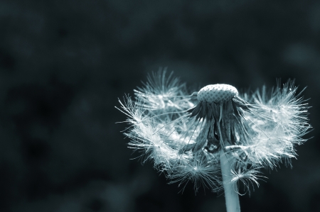 Bald dandelion on right side of the frame with dark green backgroundの写真素材