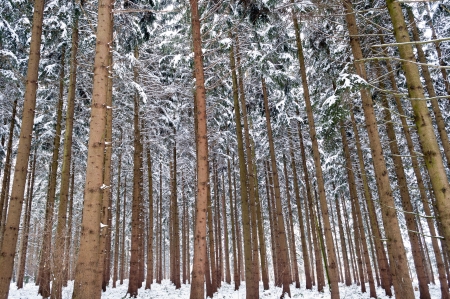 View of forest in winter with high treesの写真素材