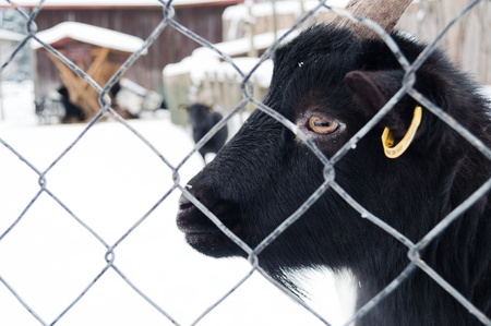 A portrait of a black goat seeing through wire fence in wintertime