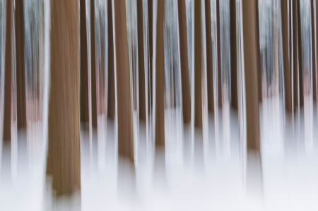 Abstract forest in winter - focused on one tree, shot with panning techniqueの写真素材
