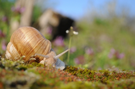 Snail riding on moss in garden in springの写真素材