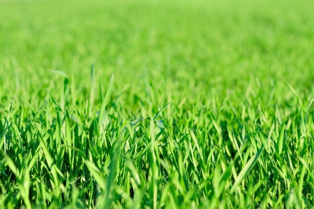 Detail view of green grass in garden in springの写真素材