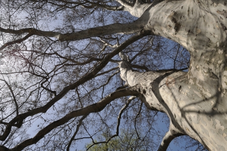 Platanus Orientalis - old Plane tree branches against blue summer skyの写真素材