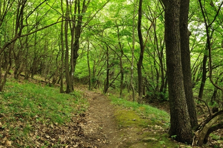 Spring forest scene with high treesの写真素材