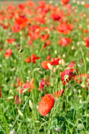 Field of red wild poppies on a sunny dayの写真素材