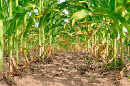 Rows of fresh green corn field in summerの写真素材