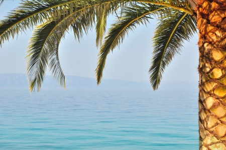Palm tree on right side of frame with sea on background  Podgora, Croatiaの写真素材