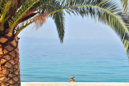 Palm tree on left side of image with sea on background  Podgora, Croatiaの写真素材