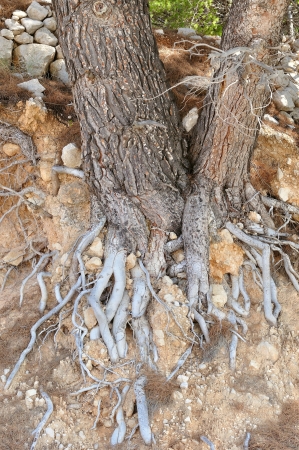 Photo of tree roots on the groundの写真素材