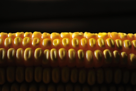 Detail shot of yellow corn against black dark background