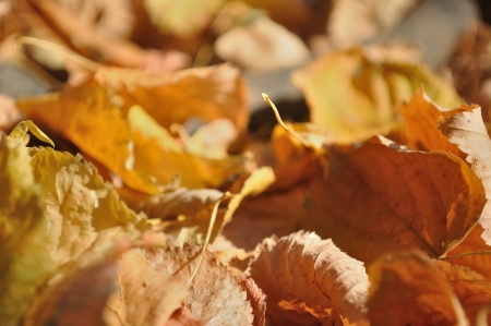 Brown fallen autumn leaves on the ground as natural backgroundの写真素材