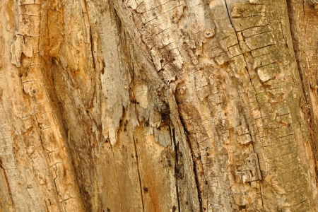 Texture of brown tree as natural backgroundの写真素材