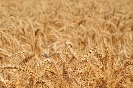Field of wheat ready to be harvested  Selective focusの写真素材