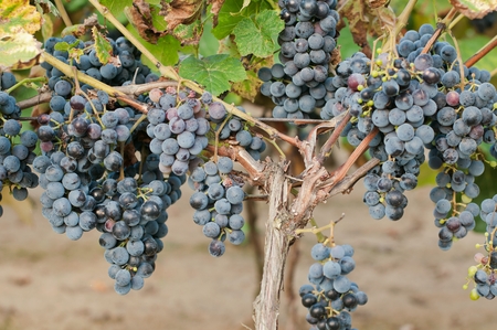 Bunch of red wine grape in vineyard ready to harvestの写真素材