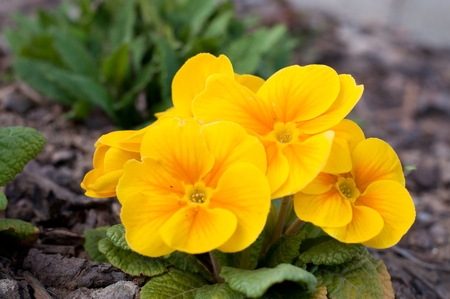 Blooming yellow spring primulas in flower bed