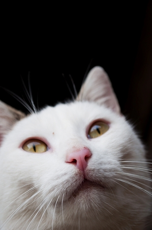White cat portrait with black backgroundの写真素材