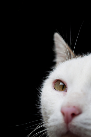 White cat portrait with black backgroundの写真素材