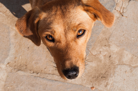 Portrait of cute brown puppy dog looking up at the camera in outdoorの写真素材