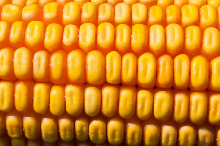 Macro shot of yellow corn kernels for agricultural backgroundの写真素材
