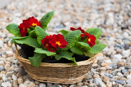 Blooming three red primulas in the basket in the springtimeの写真素材