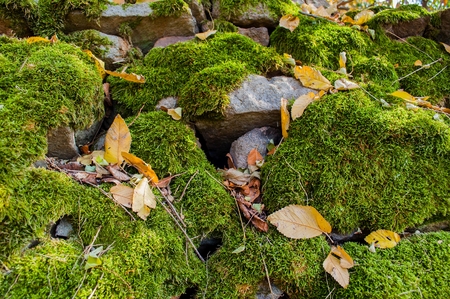 Stones covered with green moss and with some dry leaves in springtime. Natural backgroundの写真素材