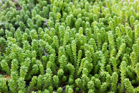 Detail view of plant backgroundの写真素材