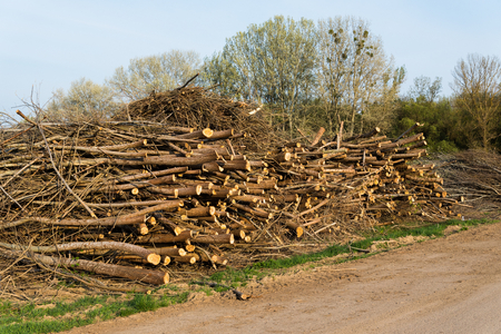 Stack of felled trees. Pine wood industry. Fallen trees. Felling and cutting of forestsの写真素材