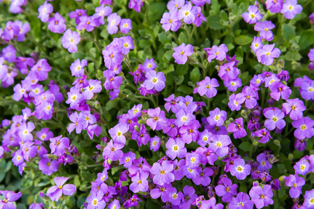 Close up of purple blossoms of Aubrieta flowers in a gardenの写真素材