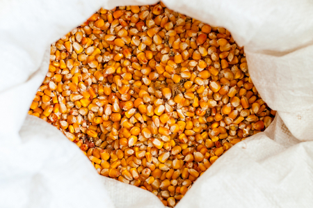 Yellow corn grain in a white bagの写真素材