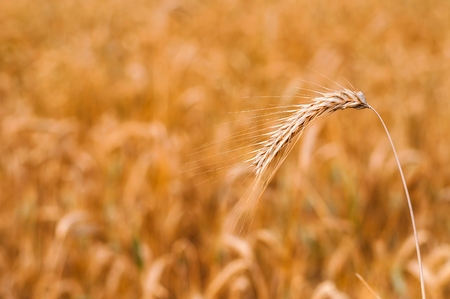 Detail of wheat spike ready to be harvested with blurred wheat field in background. Selective focus. Space on left sideの写真素材