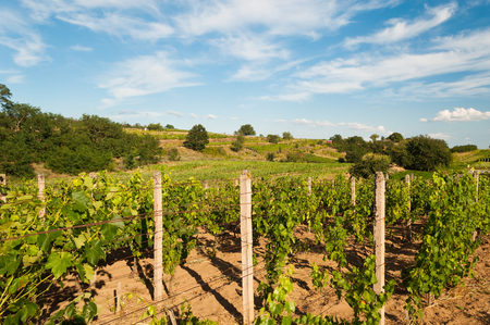Rows of vineyard before harvesting in Slovakiaの写真素材