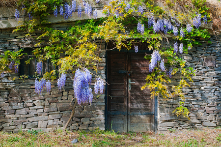 Wine cellar built from stones with purple acacia in village Maly Hores, Slovakiaの写真素材