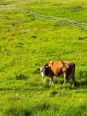 Brown cow looking into camera on meadow with green grass. Wooden fence in background. Space in top side. Vertical photo.の写真素材