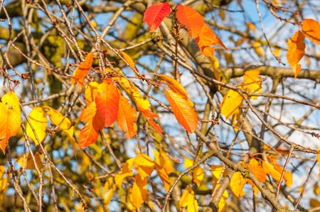 Detail of backlit yellow autumn leaves on a sunny dayの写真素材