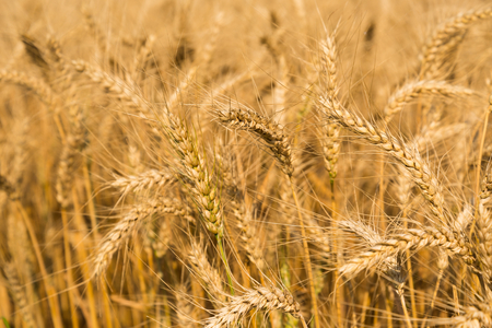 Detail of wheat field ready to be harvested. Selective focusの写真素材