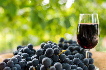 Red wine glass and bunch of grapes outdoor against blurred green natural background. Space in left side.の写真素材