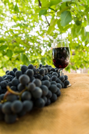Red wine glass and bunch of grapes outdoor against blurred green natural background. Vertical photo. Space in top side.の写真素材