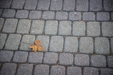 Fallen yellow maple leaf on the cobblestone pavement in autumn. Space in right sideの写真素材