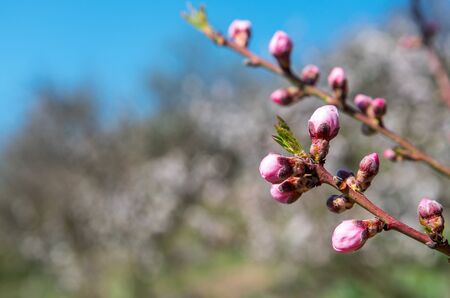 Branch of the apricot tree with pink flowers against blurred background in spring