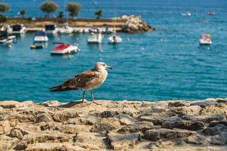 One seagull on the fortress in the town Krk in Kvarner riviera in Croatia. Blue sea with ships in background.の写真素材