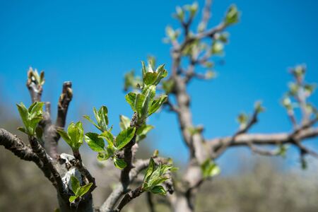 Branch of apple tree with young leaves against blue sky in fruit grove in spring. Close up, selective focusの写真素材