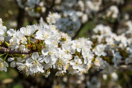 Cherry tree branch with many white cherry flowers in spring. Selective focus