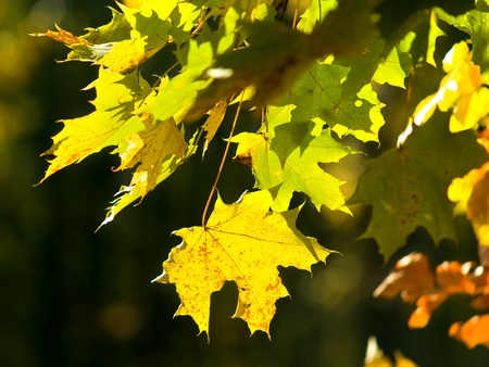 Maple on direct sunlight