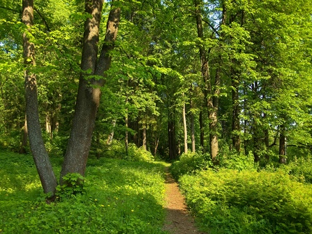 Shady alley in the park on sunny summer day
