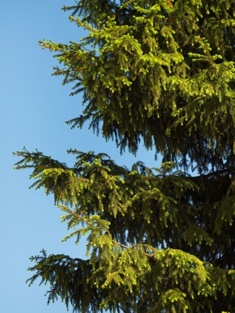 Fir-tree on blue sky backgroundの写真素材