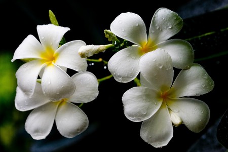 White Frangipani