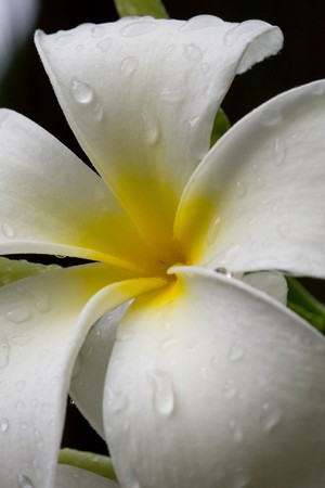 White Frangipaniの写真素材